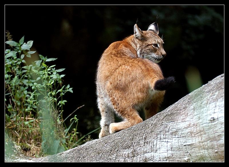 Begegnungen mit einem Luchs...