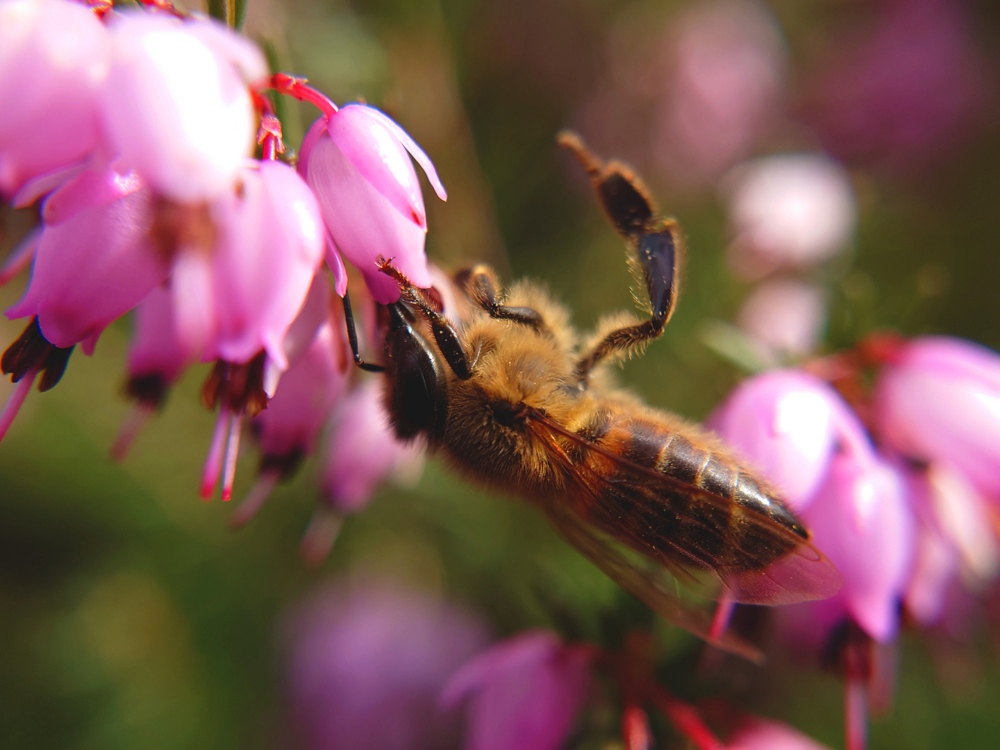 Begehrenswerte Blüten