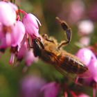 Begehrenswerte Blüten