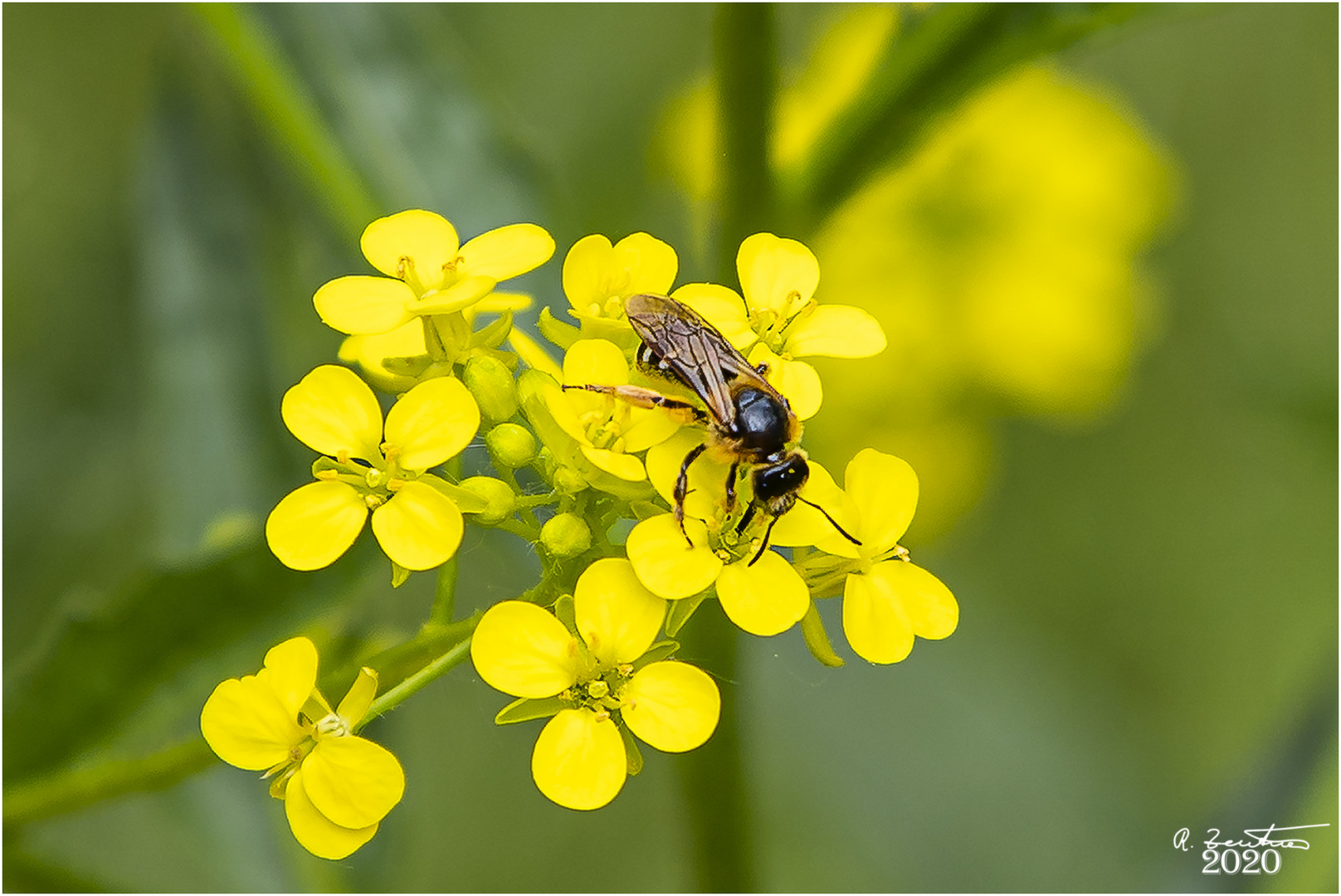 Begehrte Blüten