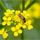 Begehrte Blüten