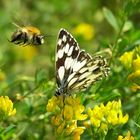 Begehrte Blüten