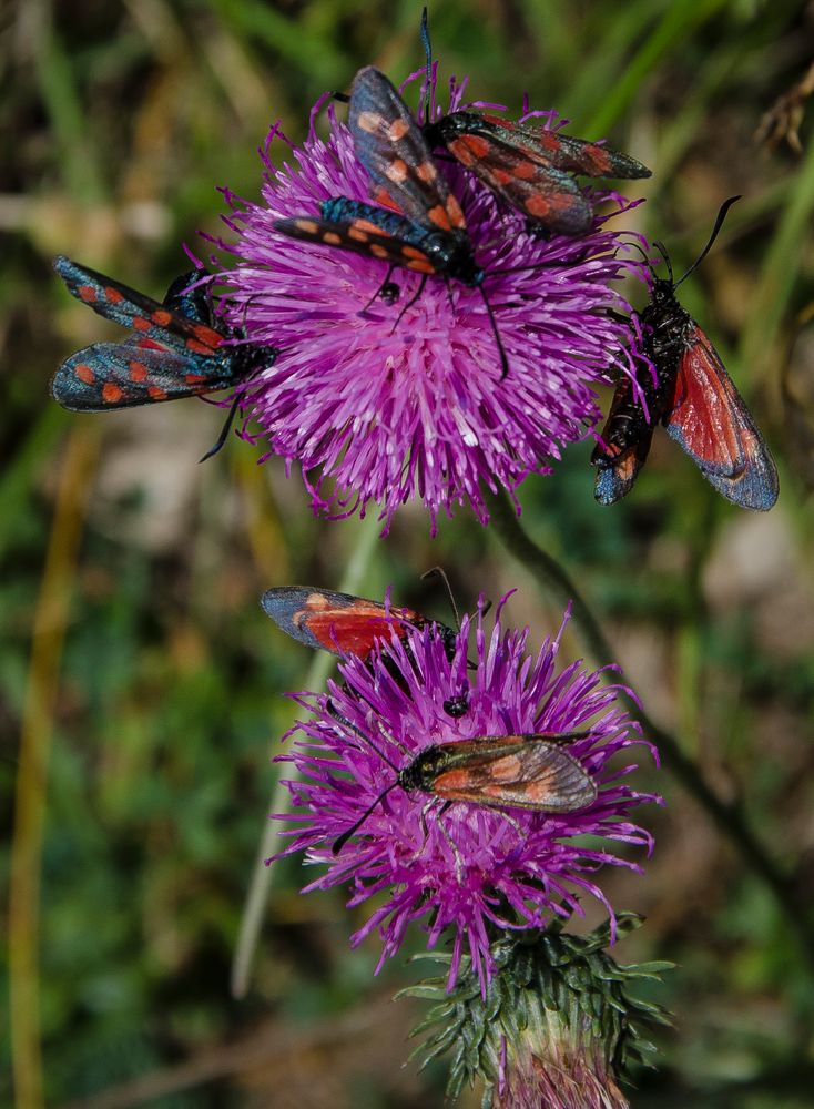 Begehrte Blume