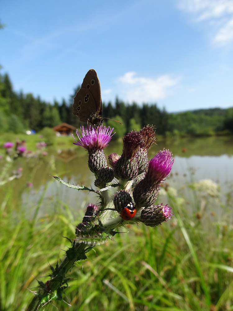 Begehrte Distel