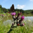 Begehrte Distel