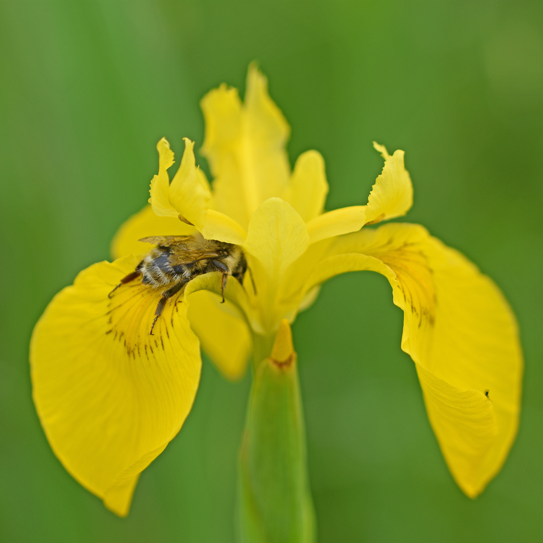 begehrte Iris (1/2)