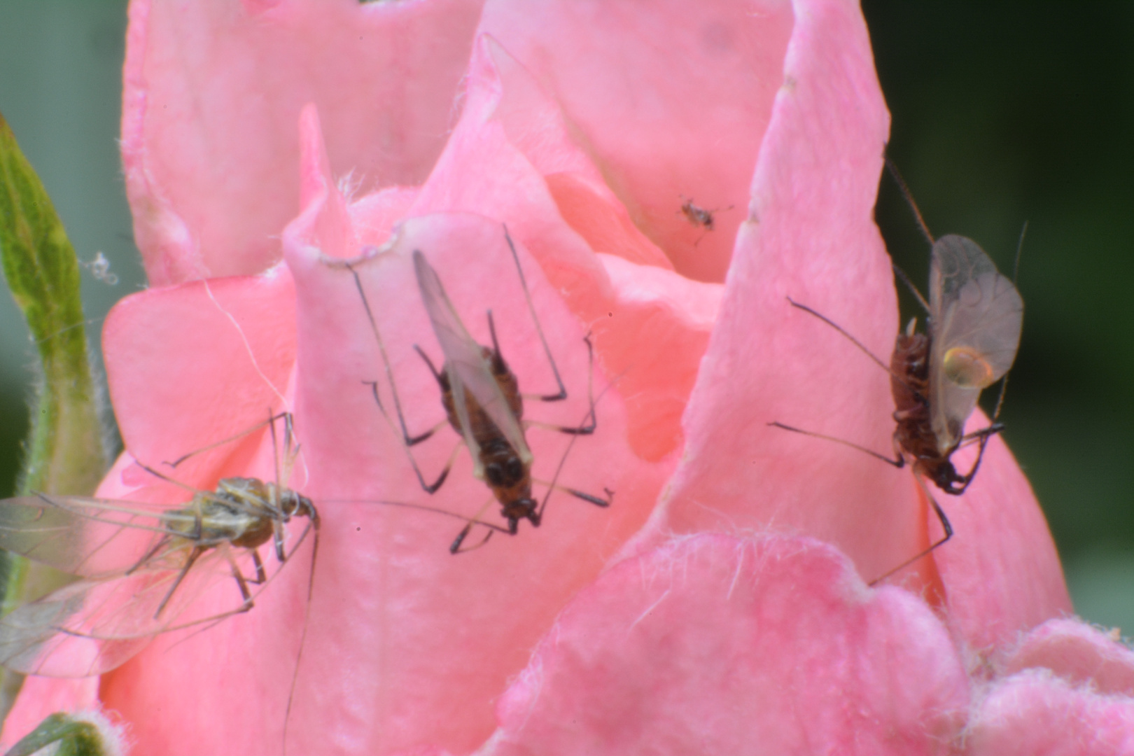 Begehrte Schönheit Rosen