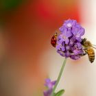 Begehrter Lavendel