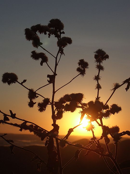 Begehrtes Sonnenlicht