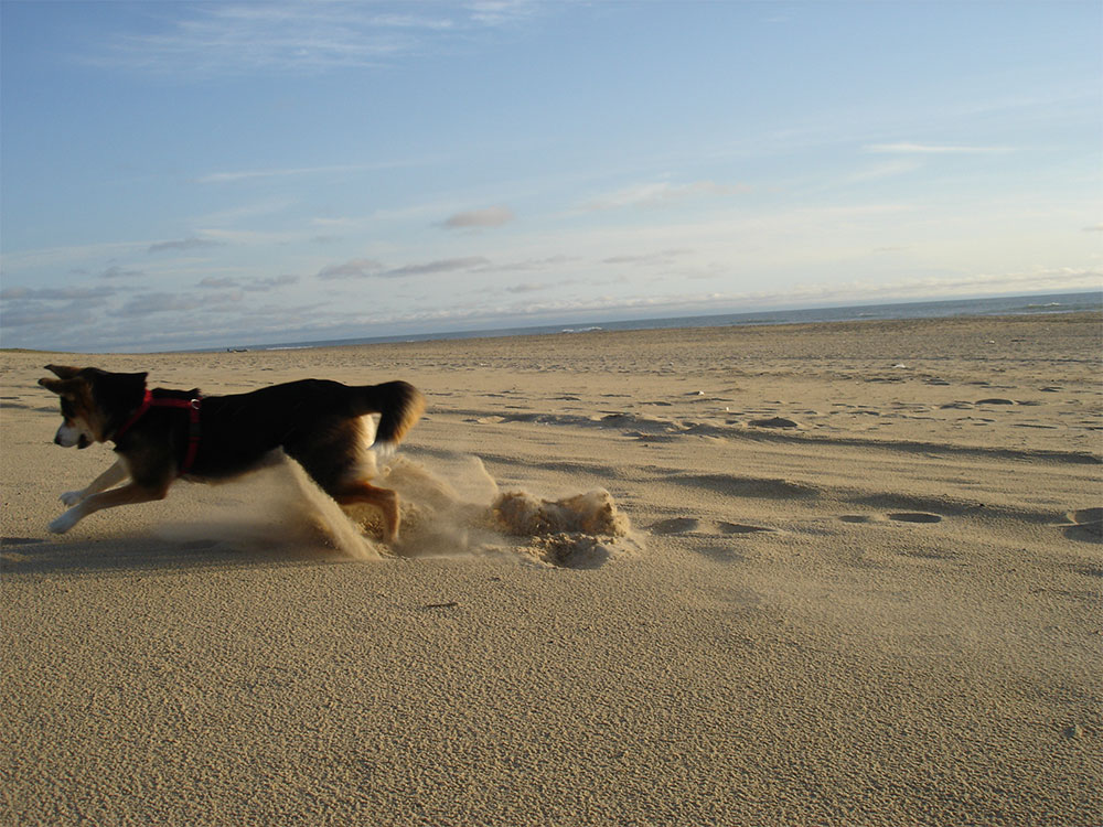 Begeisterung am Strand