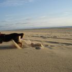 Begeisterung am Strand