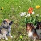 Begeisterung für Blumen