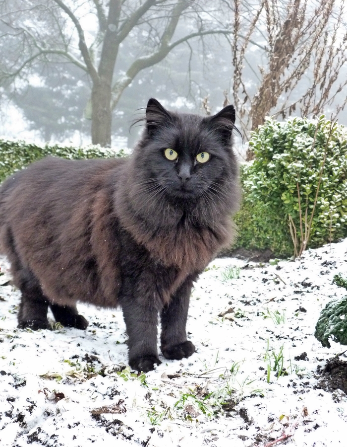 Begeisterung sieht anders aus! Fidel im ersten Schnee.