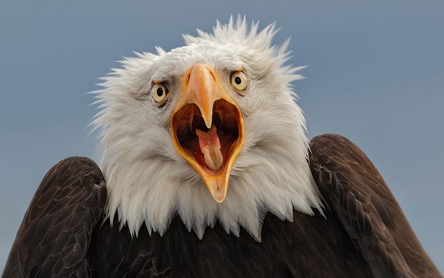 Begeisterung,oder???