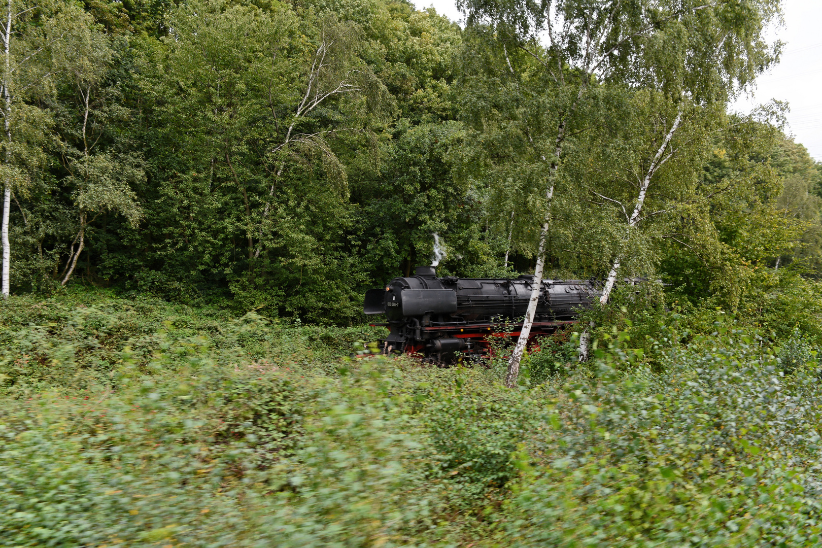 Begenung im "Urwald"