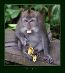 Begenungen im Affenwald von Ubud - Bali 2