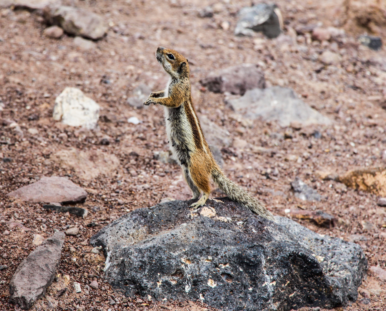 Begging Atlashörnchen