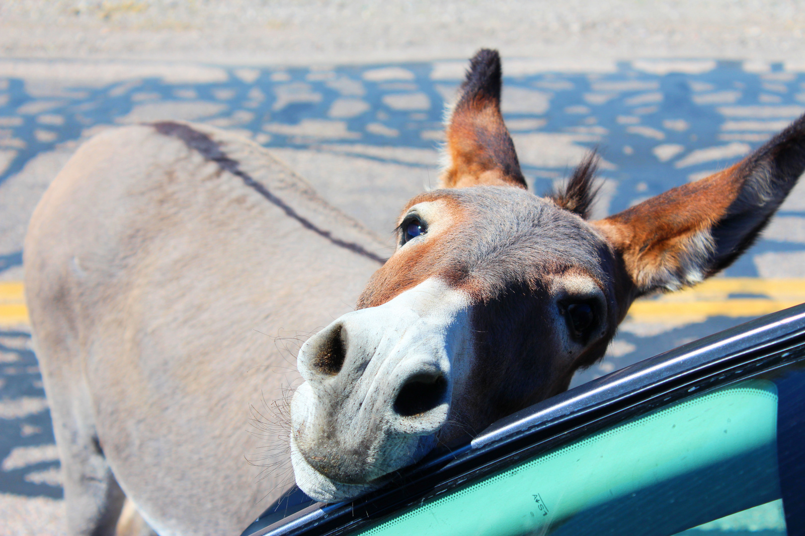 Begging Donkey