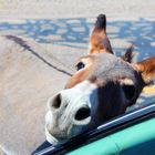 Begging Donkey