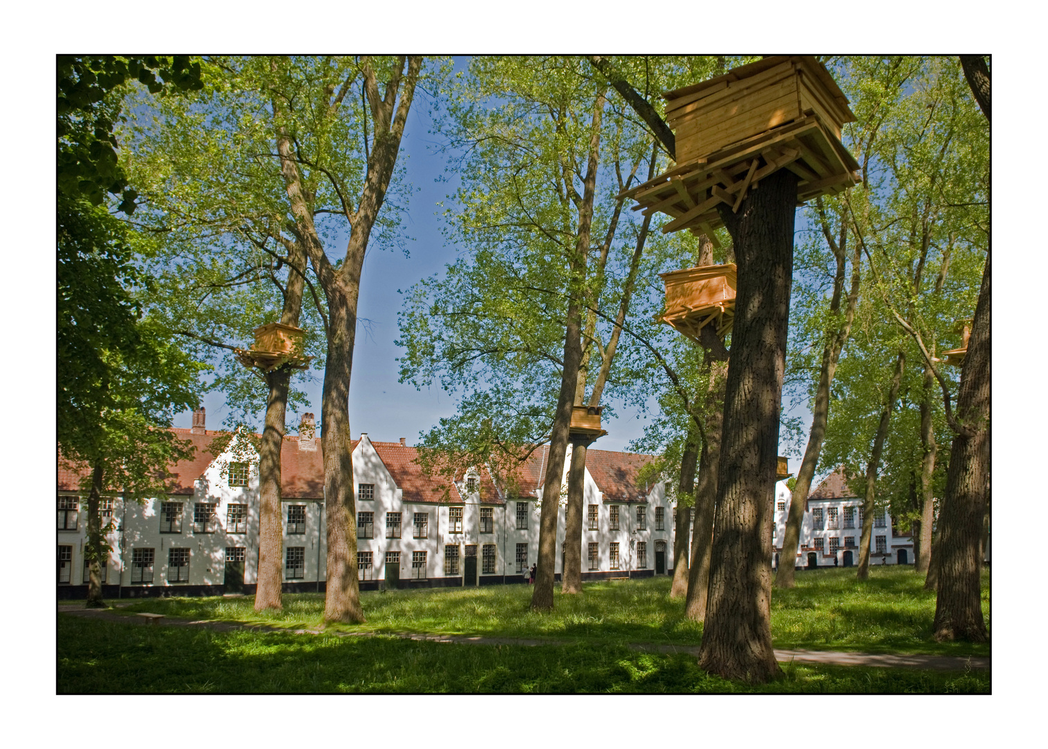 Begijnen? Je zou er de bomen van in kruipen.