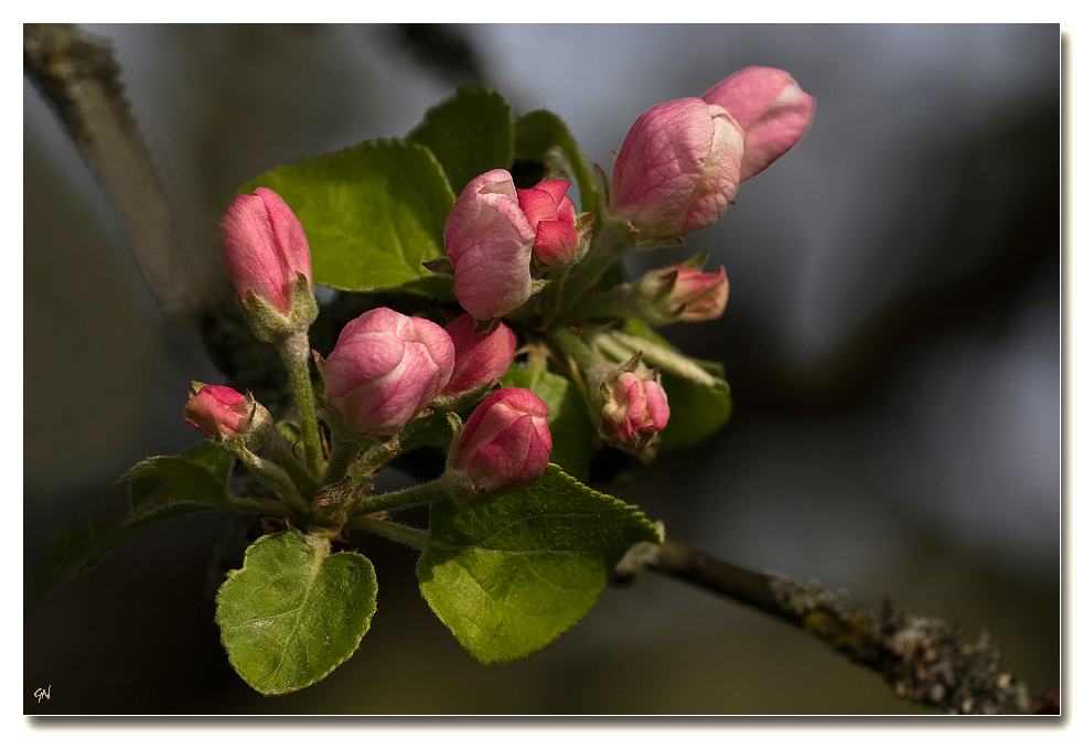 Beginn der Apfelblüte