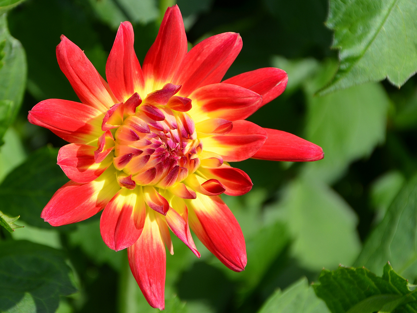 Beginn der Dahlienblüte auf der Mainau im August