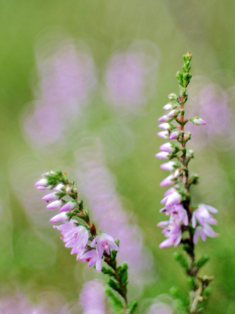 Beginn der Heideblüte