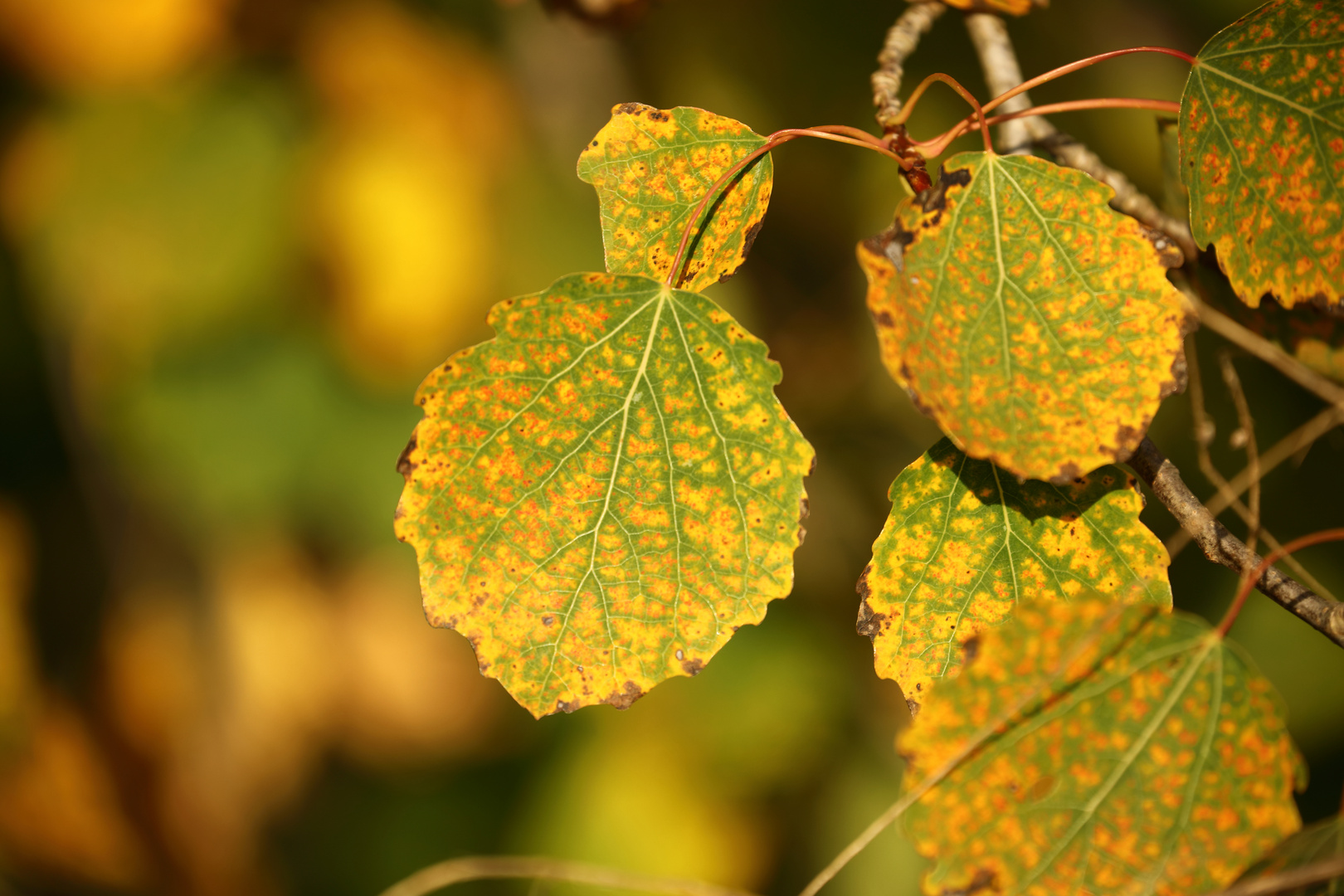 Beginn der herbstlichen Verfärbung