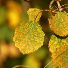 Beginn der herbstlichen Verfärbung