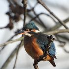 Beginn der heutige Eisvogel-Serie.......