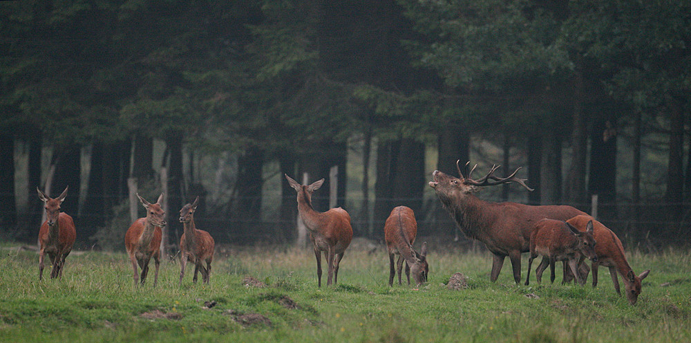 Beginn der Hirschbrunft