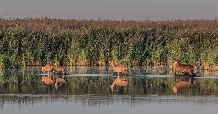 Beginn der Hirschbrunft