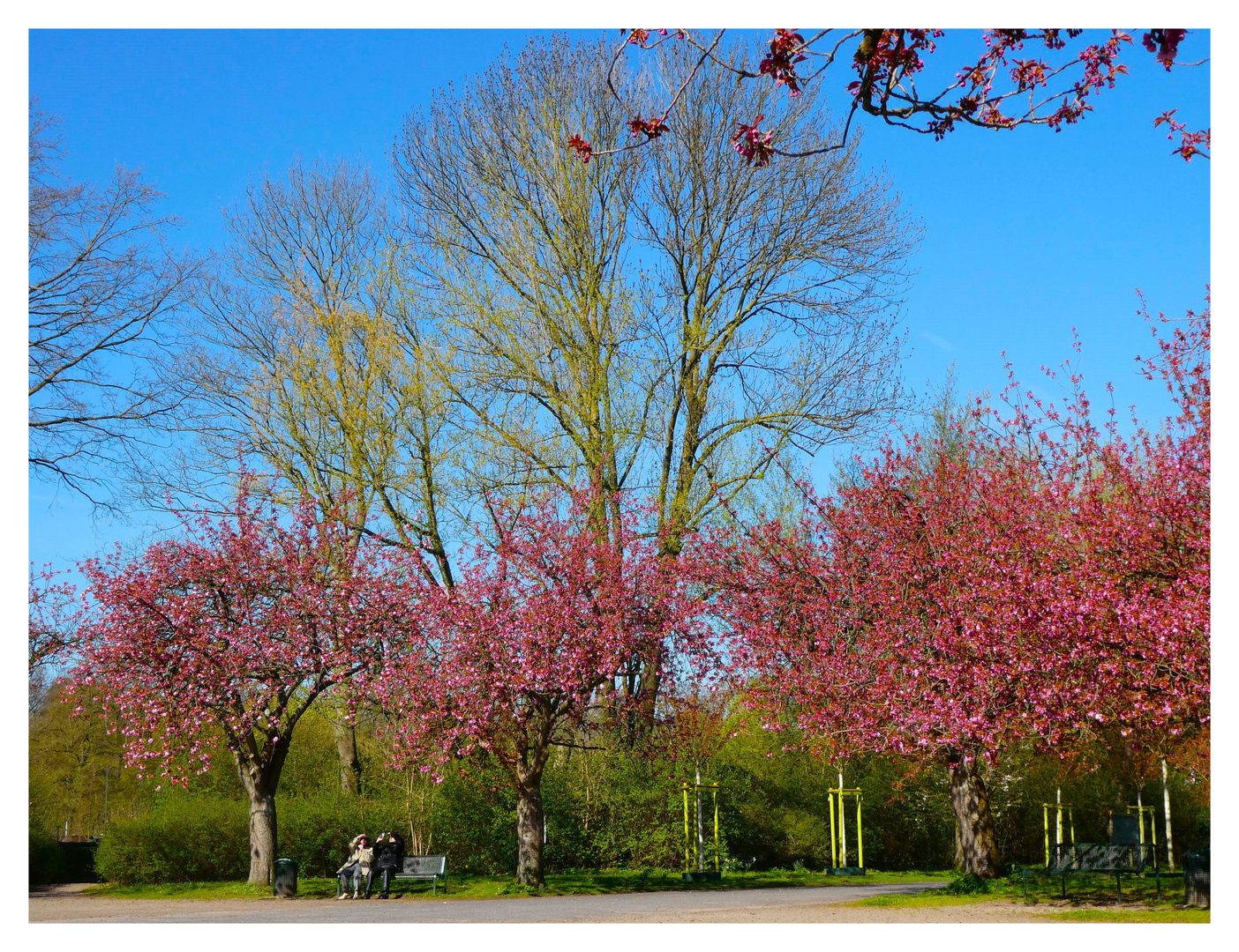 Beginn der Japanischen Kirschenblüte 2023