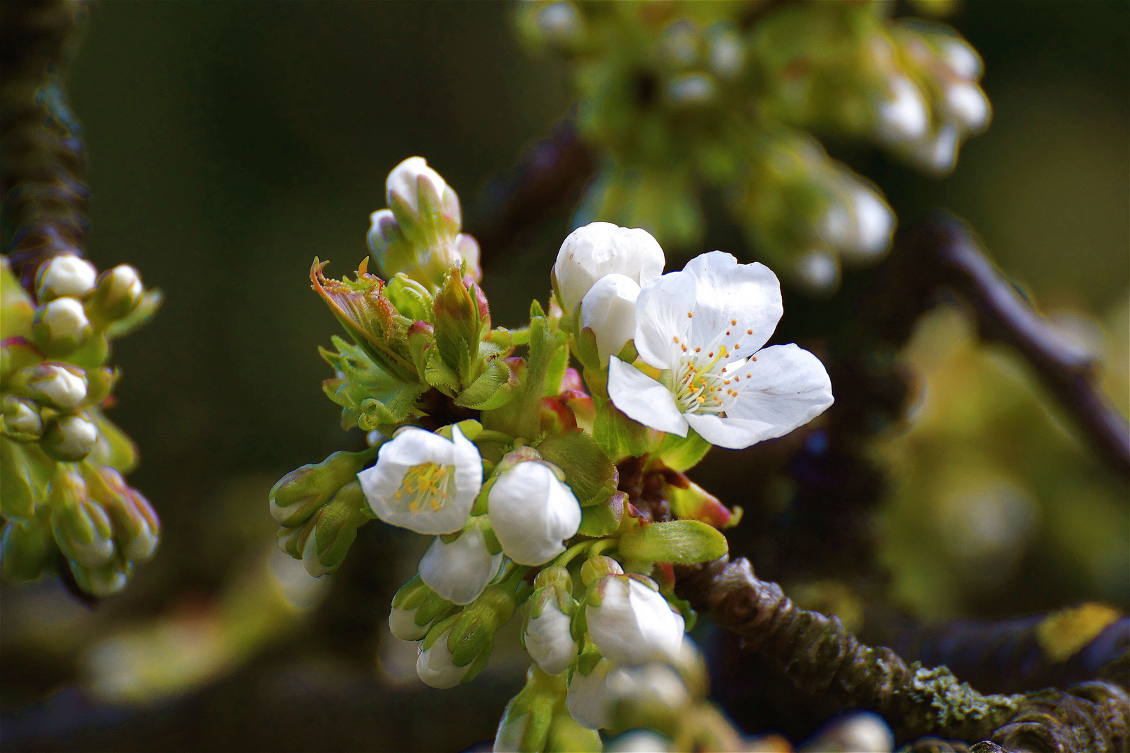 Beginn der Kirschblüte