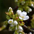 Beginn der Kirschblüte