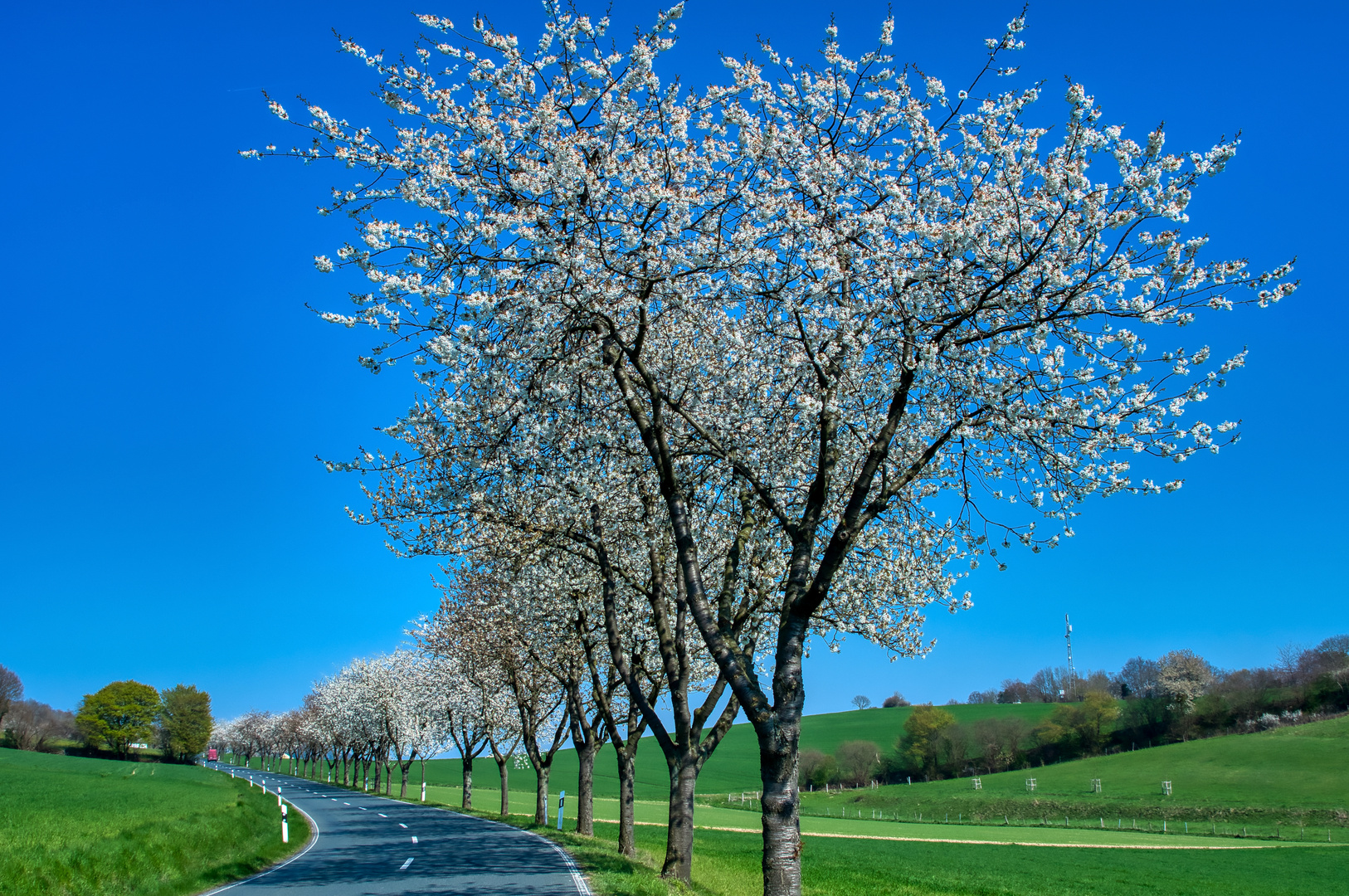 Beginn der Kirschblüte