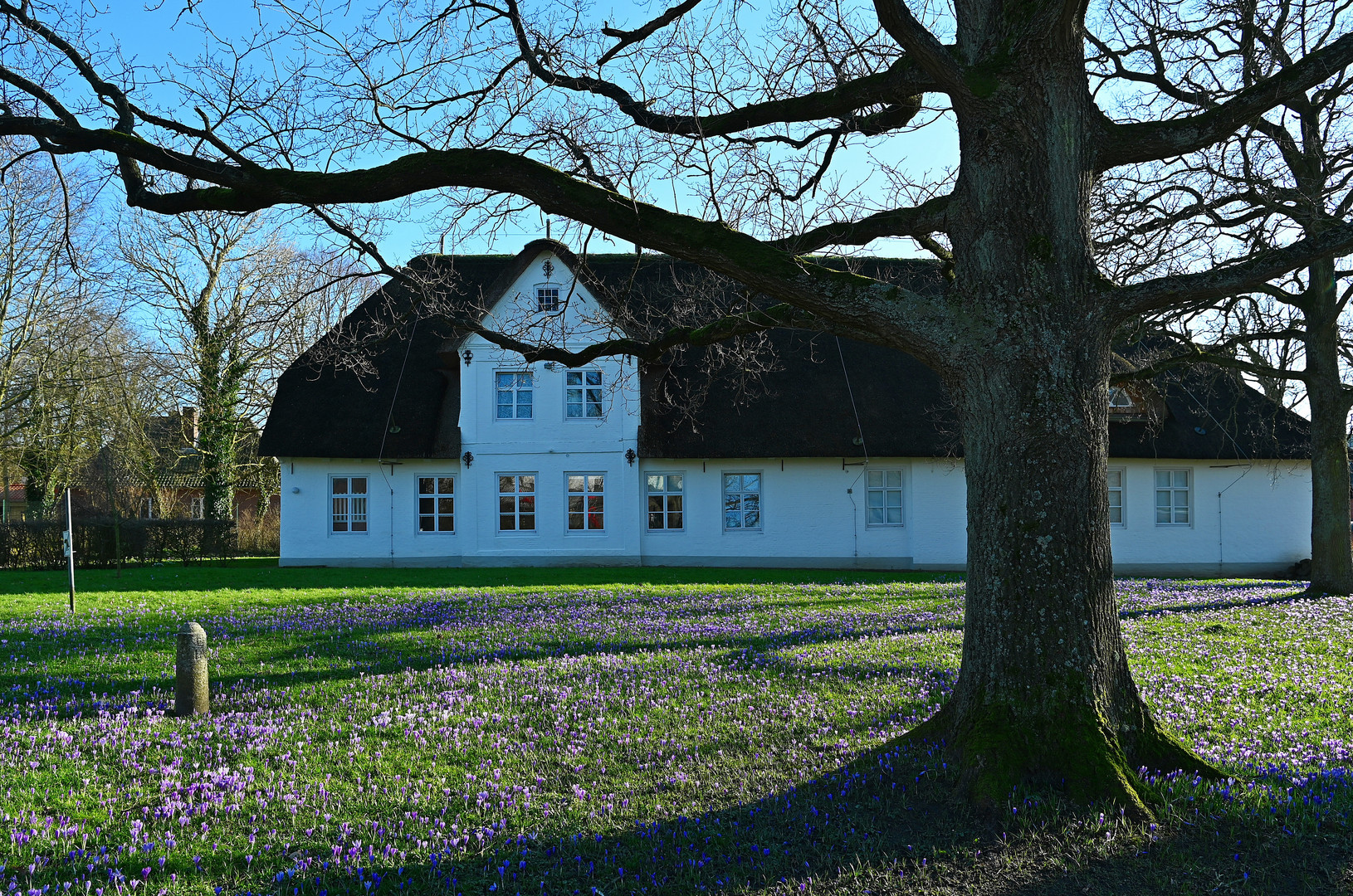 Beginn der Krokusblüten-Zeit in Husum