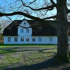 Beginn der Krokusblüten-Zeit in Husum