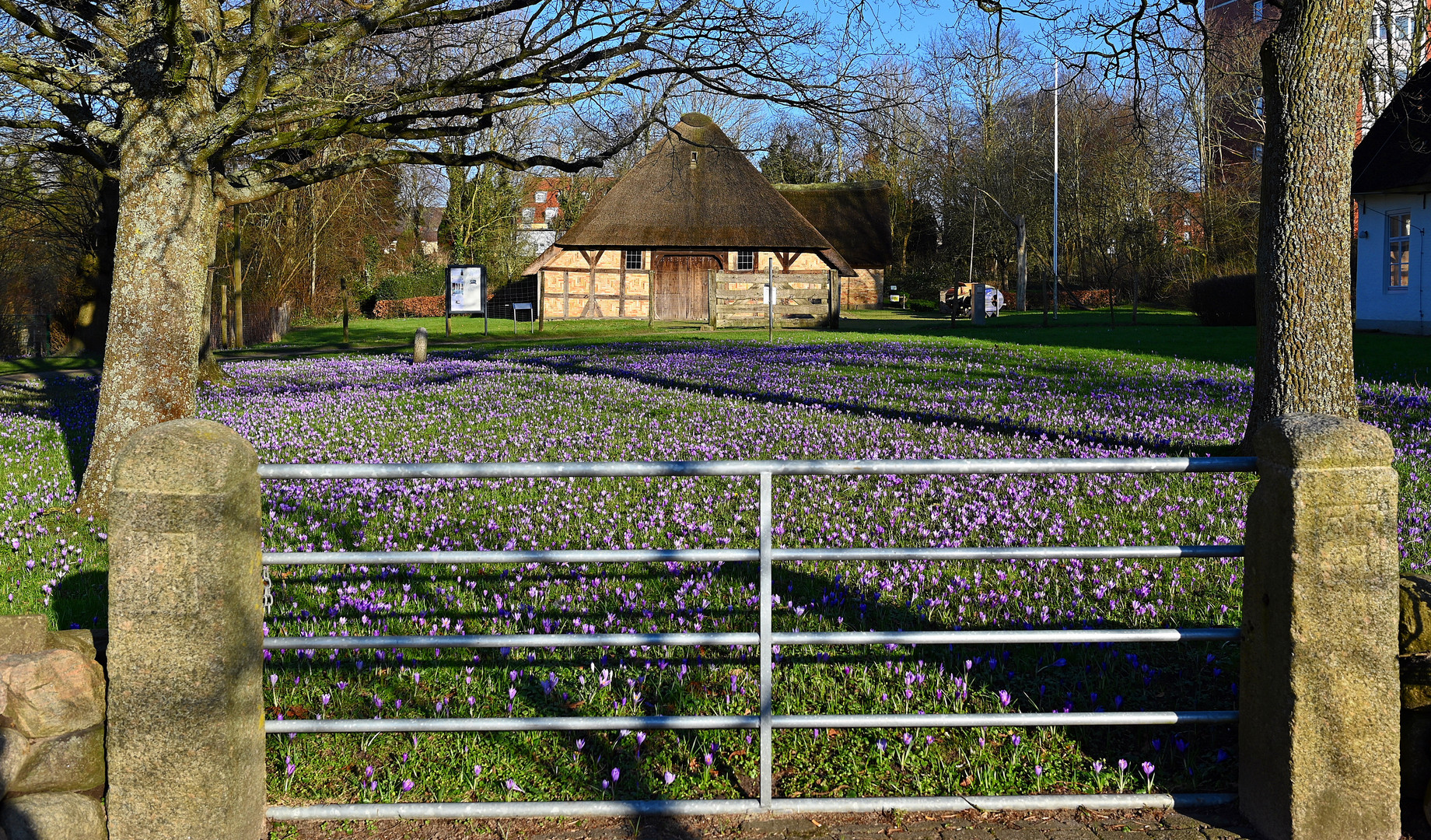 Beginn der Krokusblüten-Zeit in Husum