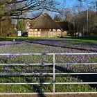 Beginn der Krokusblüten-Zeit in Husum