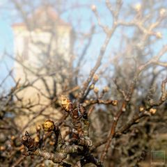 Beginn der Obstblüte