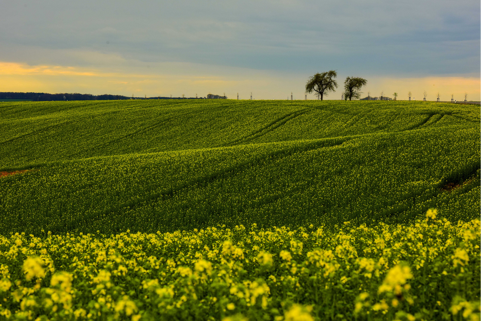 Beginn der Rapsblüte