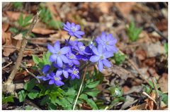 Beginn des Blütenzaubers im Wald