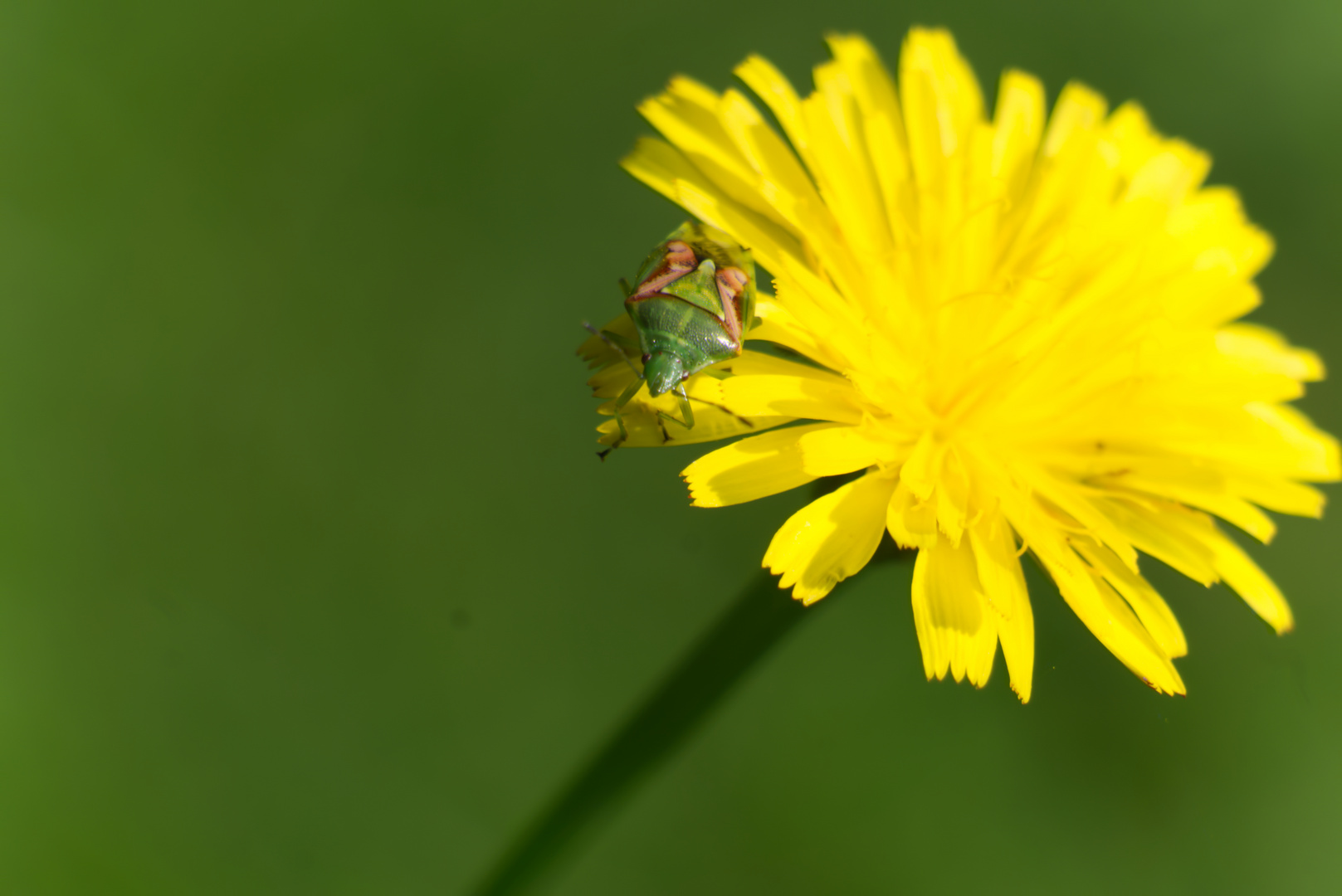 Beginn von Macro? Ein Lehrling!