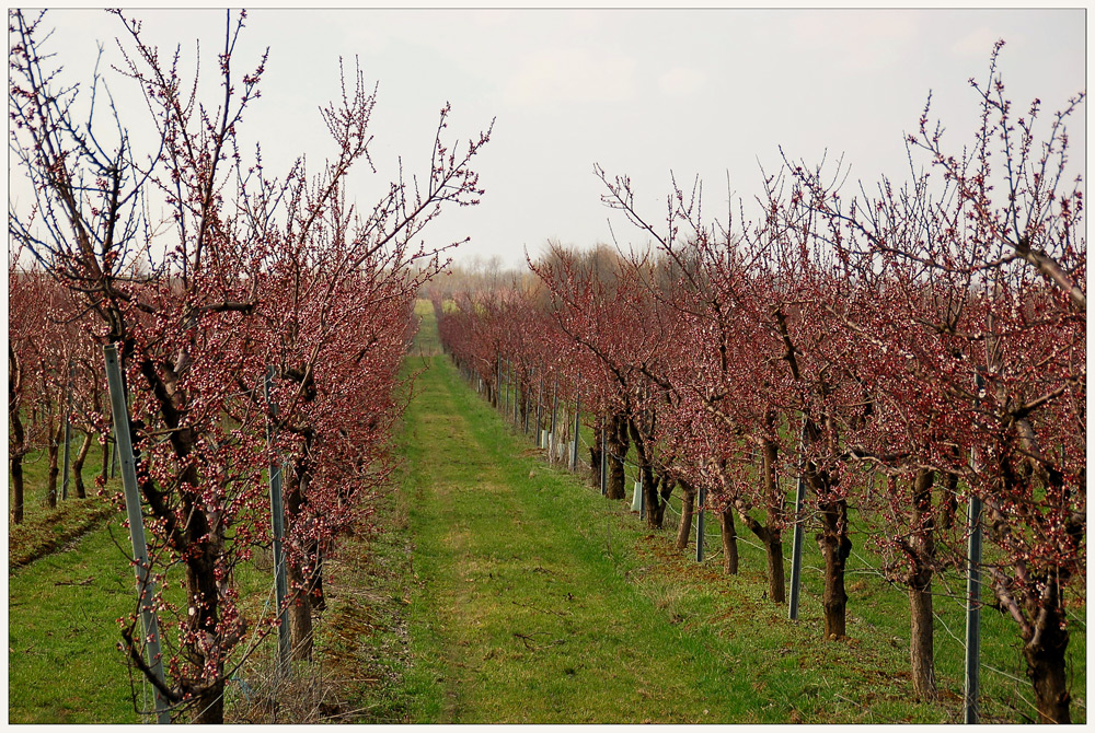 Beginnende Apfelbaumblüte in Poysdorf