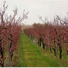 Beginnende Apfelbaumblüte in Poysdorf