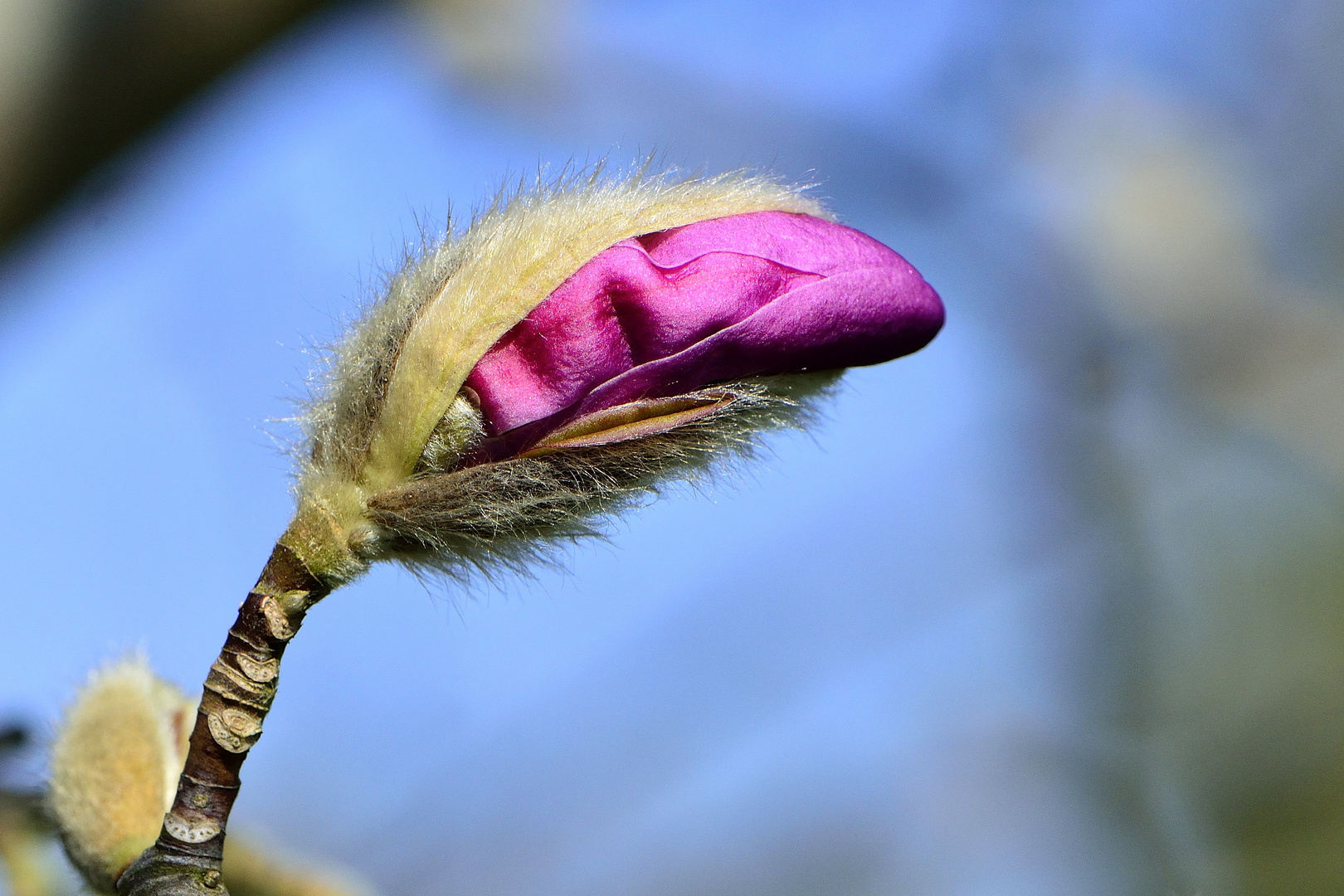 Beginnende Blüte