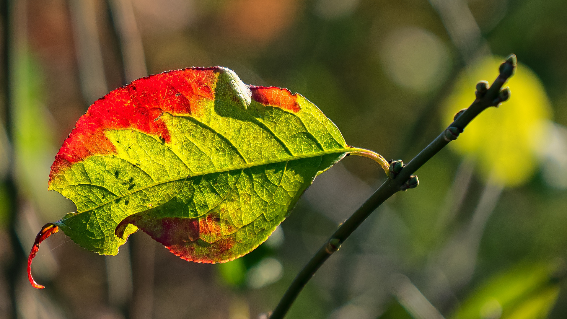 beginnende Herbstfärbung