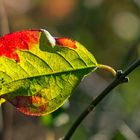 beginnende Herbstfärbung