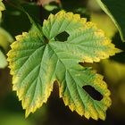 beginnende Herbstfärbung